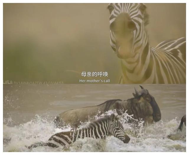 给孩子带来生动的生命教育看看《生灵奇旅》体验奇妙旅程九游会J9 J9九游会！(图5)