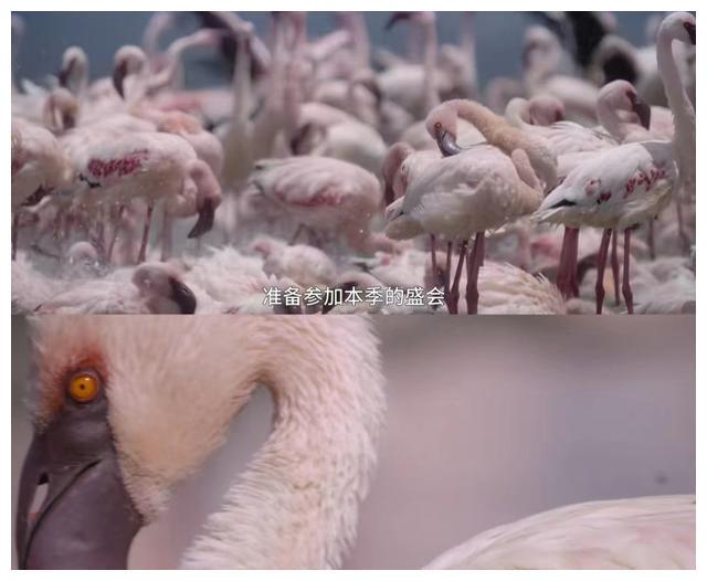给孩子带来生动的生命教育看看《生灵奇旅》体验奇妙旅程九游会J9 J9九游会！(图6)